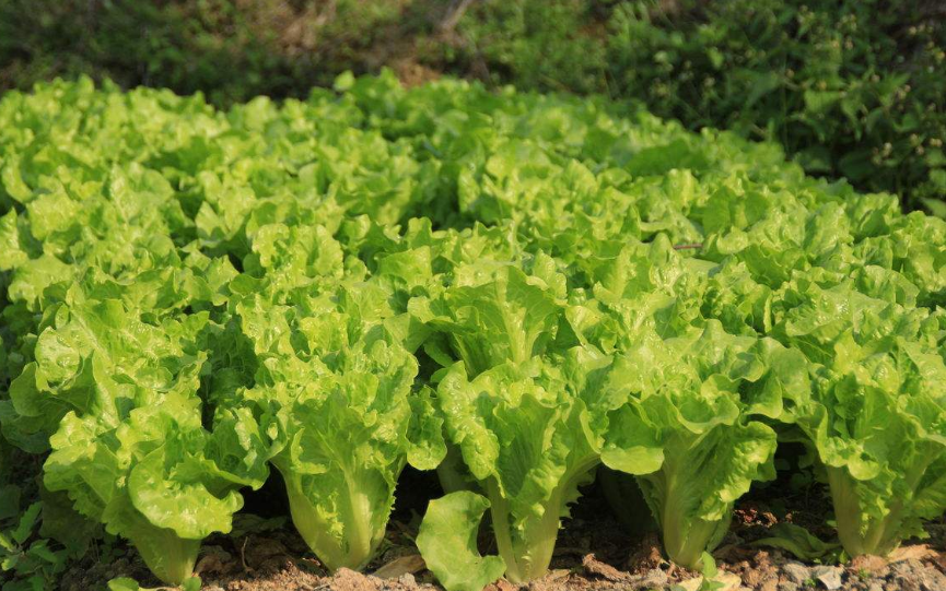 立春之后适合种什么?.png 立春之后适合种什么?.png